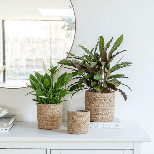 Image showing the Theo Set of 2 Baskets product.