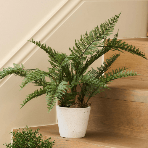 Image showing the Bracken Fern Plant in Cement Pot, H42cm, Grey product.