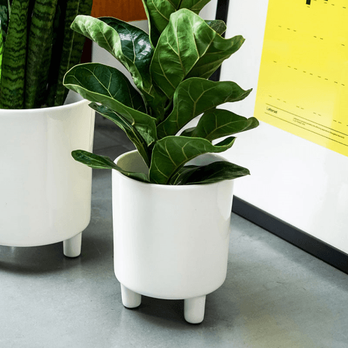 Image showing the Pisa Planter product.