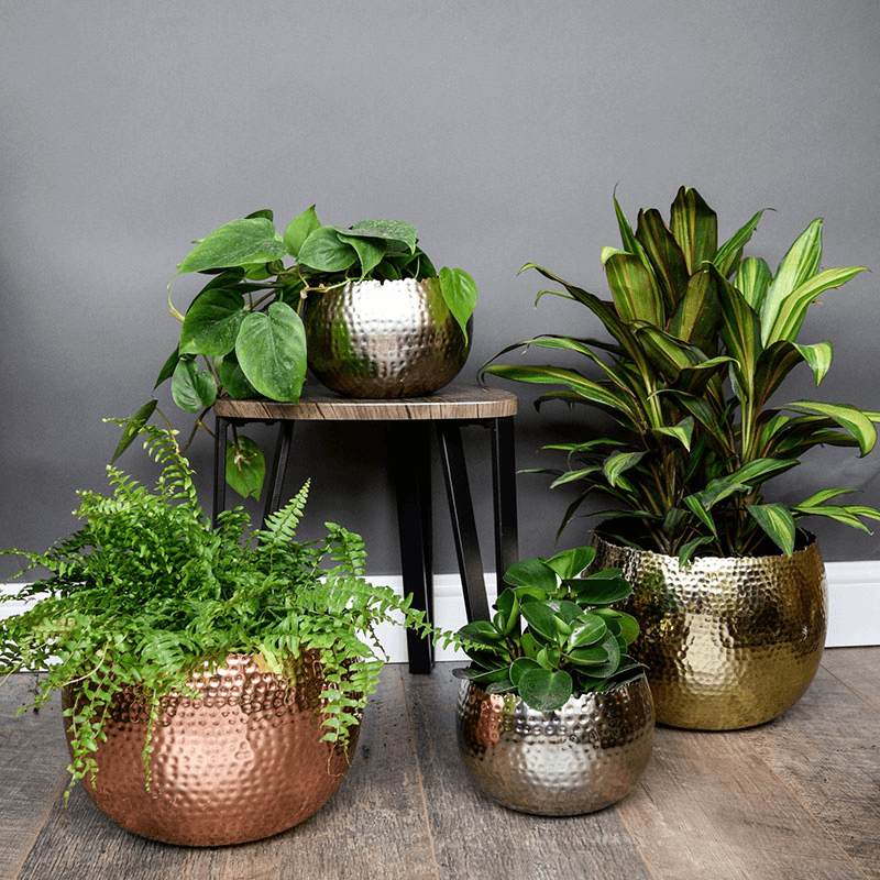 Hammered Bowl planter, Copper
