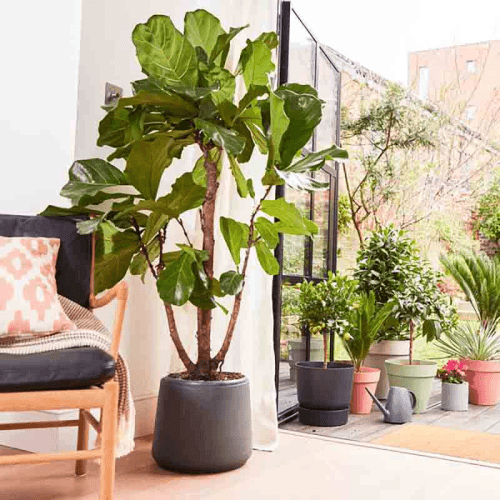 Image showing the £500 Patch Plants Gift Voucher product.