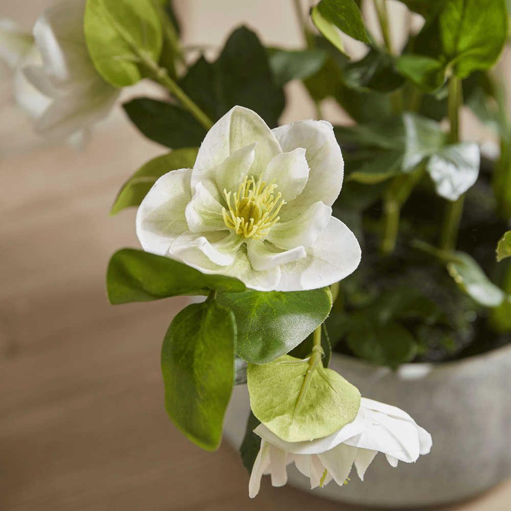 Faux Potted Hellebore, Cream