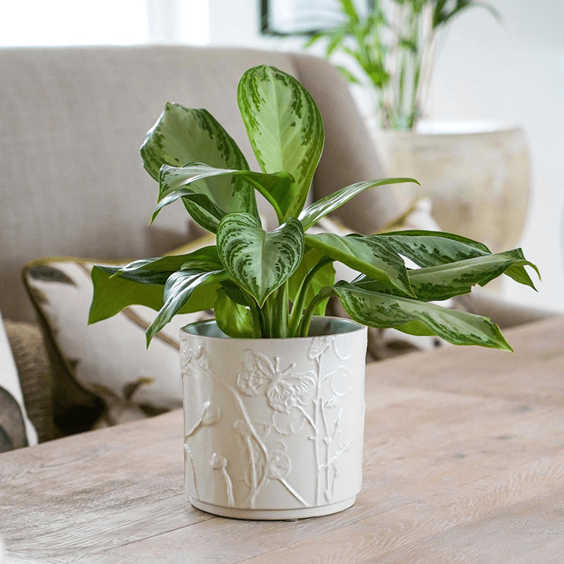 Kew Botanical Retreat Stoneware Meadow Planter