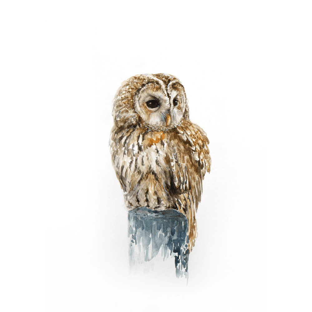 Tawny Owl Tube