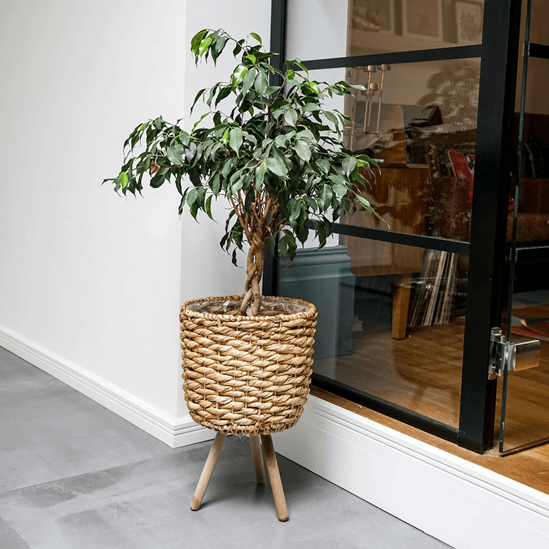 Water Hyacinth Lined Baskest on Legs, Natural