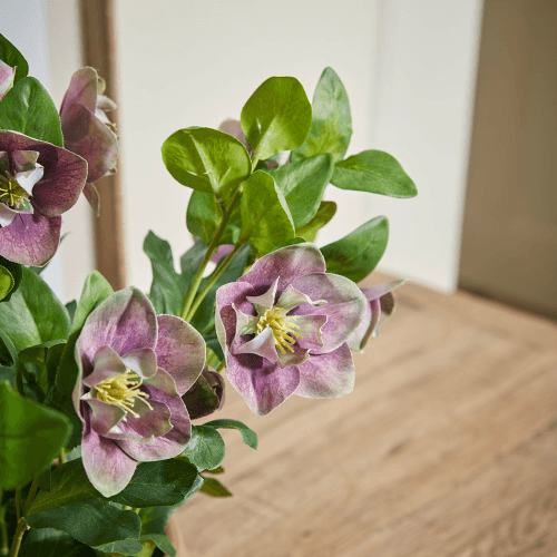 Image showing the Faux Potted Hellebore, Dusky Mauve product.