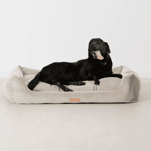 Image showing the K9-02 Dog Basket product.
