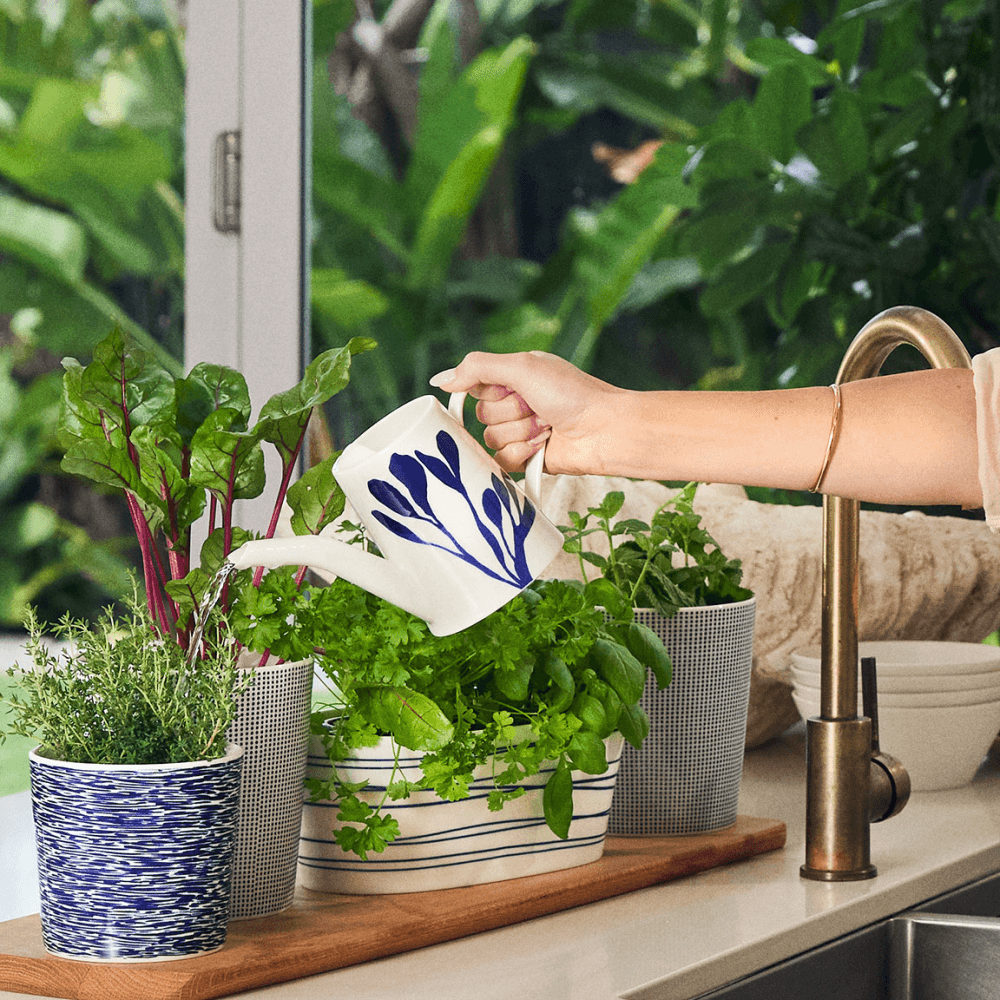 Pacific Watering Can, Blue