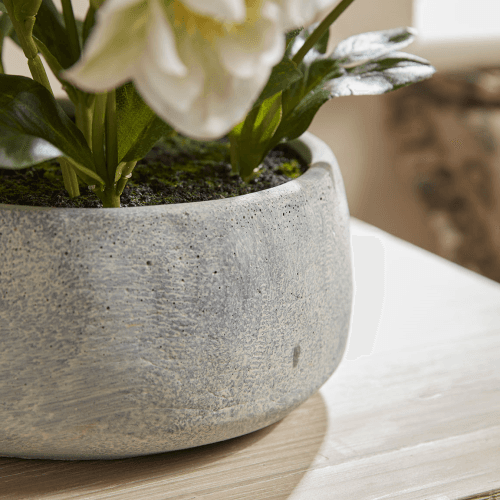 Image showing the Faux Potted Hellebore, Cream product.