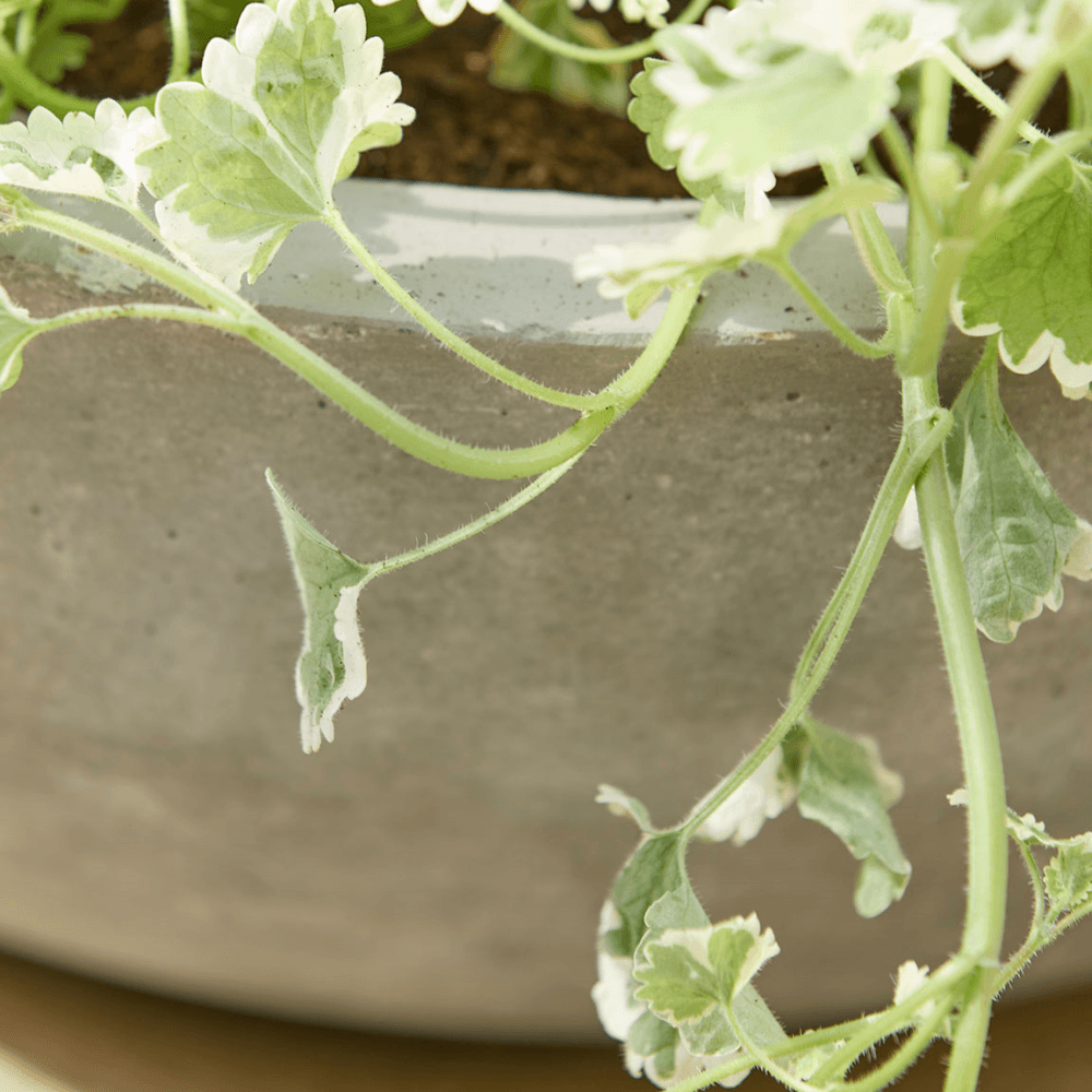 Alder Planter, Grey